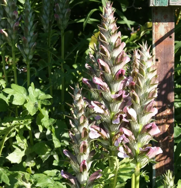 Acanthus hungaricus (Bärenklau)