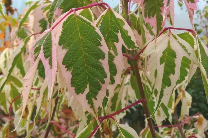 Acer negundo ‚Flamingo‘ (Eschenahorn ‚Flamingo‘)