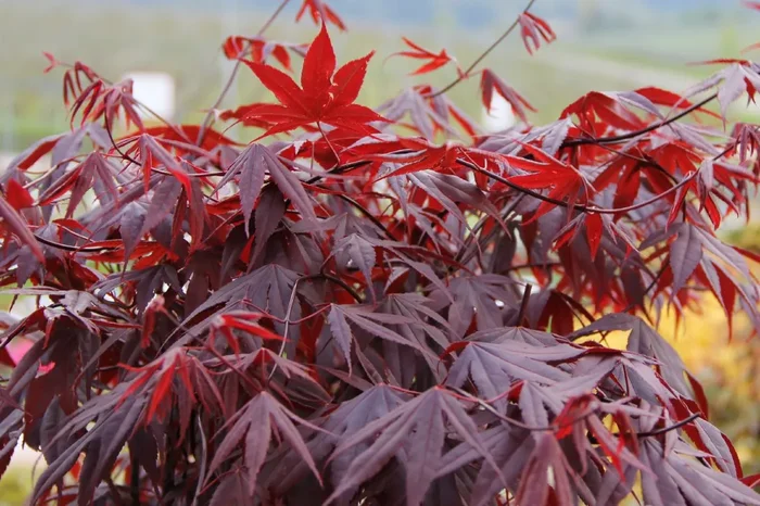 Acer palmatum ‚Bloodgood‘ (Roter Fächerahorn)