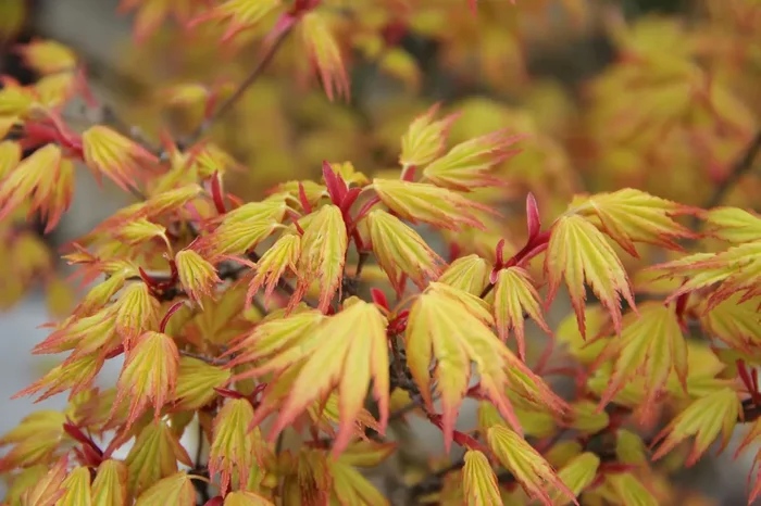Acer palmatum ‚Orange Dream‘ (Fächerahorn)
