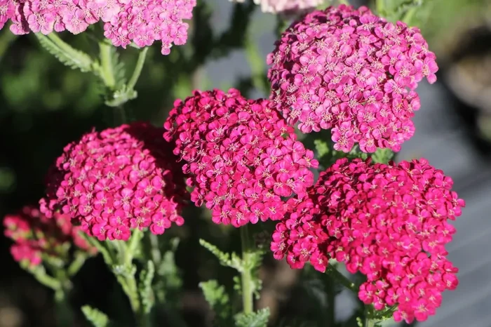 Achillea millefolium ‚Saucy Seduction‘ (Schafgarbe)