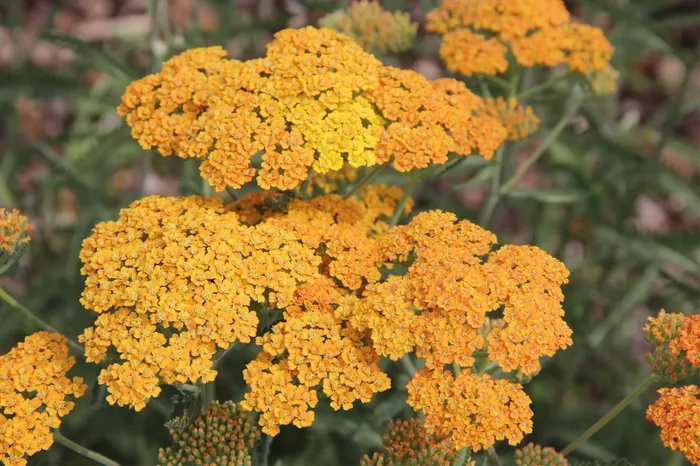 Achillea millefolium ‚Terracotta‘ (Schafgarbe)