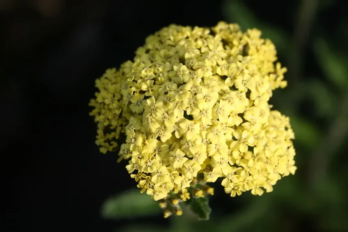 Achillea x filipendulina ‚Hella Glashoff‘ (Hohe Garten-Gold-Garbe)