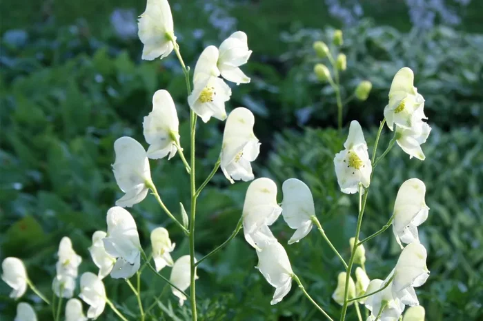Aconitum napellus ‚Album‘ (Weißer Eisenhut)