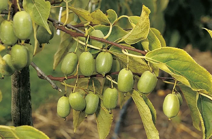Actinidia arguta ‚Issai‘ (Selbstfruchtende Beerenkiwi)