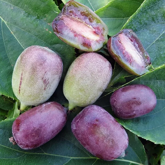 Actinidia arguta ‚Ken’s Red‘ (weiblich) (Traubenkiwi | Beerenkiwi)