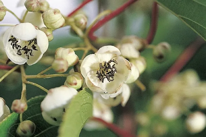 Actinidia arguta ‚Nostino‘ (männlich) (Beerenkiwi)