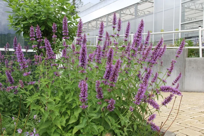 Agastache ‚Blue Boa‘ (Duftnessel)