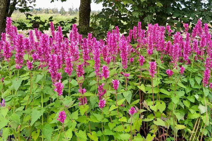 Agastache ‚Danish Delight‘ ® (Duftnessel)