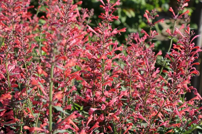 Agastache ‚Kudos Coral‘ (Duftnessel)