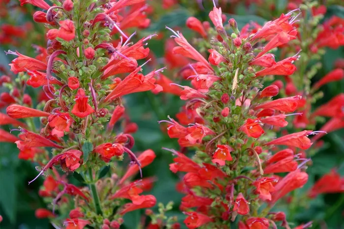 Agastache ‚Kudos Red‘ (Duftnessel)