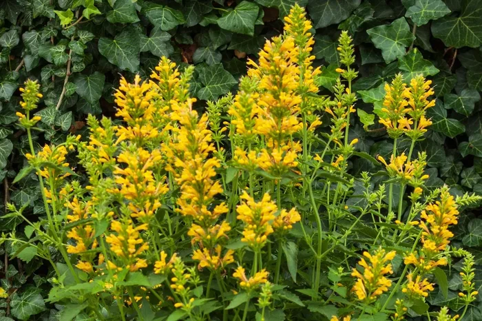 Agastache ‚Kudos Yellow‘ (Duftnessel)