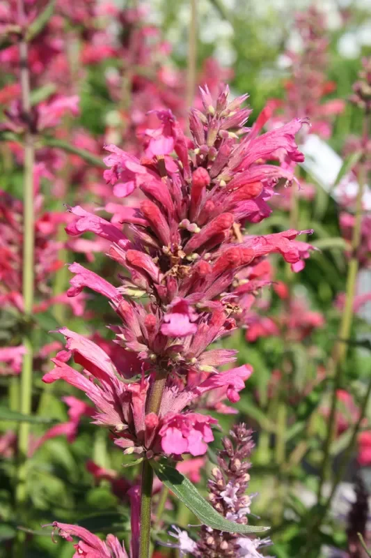 Agastache mexicana ‚Red Fortune‘ (Duftnessel | Limopflanze)