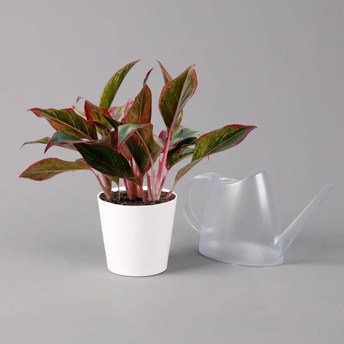 Aglaonema ‚Crete‘, mit Übertopf Dallas weiß, Topf-Ø 12 cm