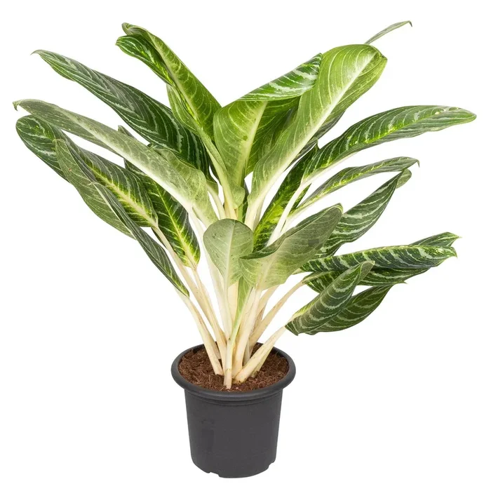 Aglaonema ‚Key Lime‘, Topf-Ø 22 cm, Höhe ca. 70 cm