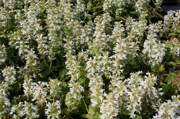 Ajuga reptans ‚Alba‘ (Weißblühender Garten-Günsel)