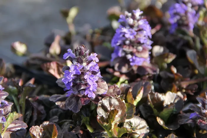 Ajuga reptans ‚Black Scallop‘ (Günsel)