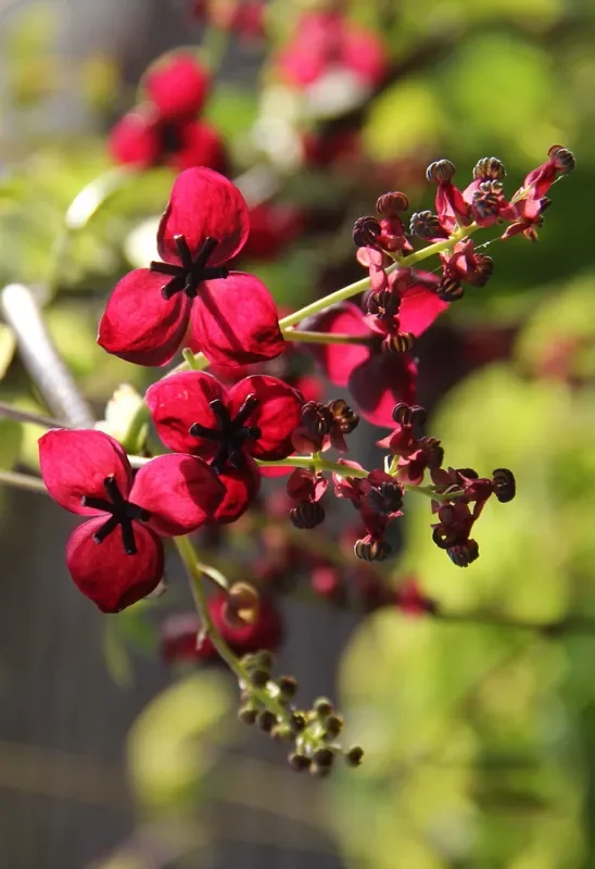 Akebia quinata (Schokoladenwein)