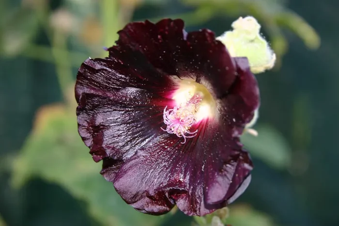 Alcea rosea ‚Nigra‘ (Stockrose)