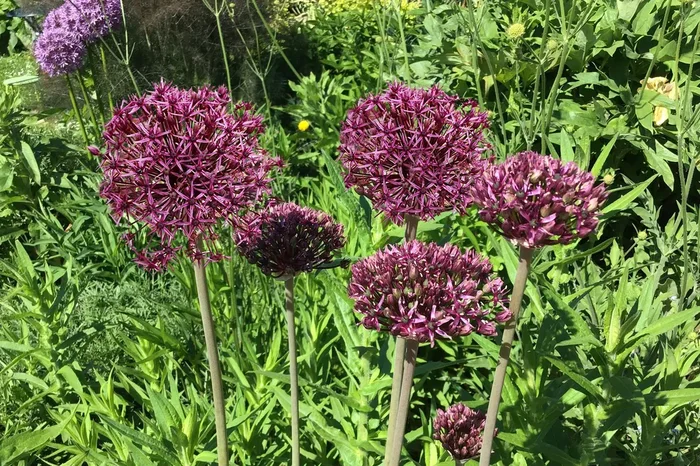 Allium ‚Firmament‘ (Zierlauch)