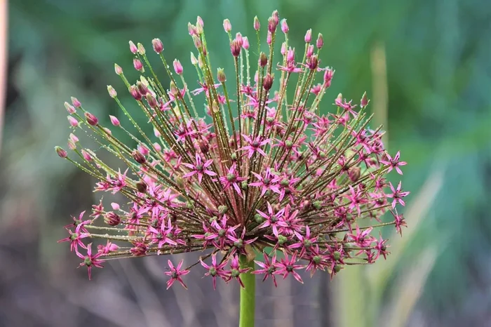 Allium ‚Spider‘ ® (Kugellauch | Zierlauch ’Spider‘ ®)