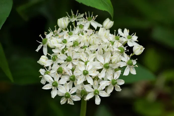Allium nigrum (A9010) „Bio“