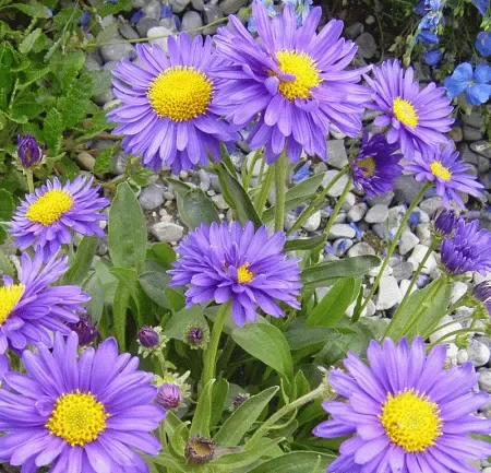 Alpen-Aster (Aster alpinus ‚Dunkle Schöne‘) „Bio“