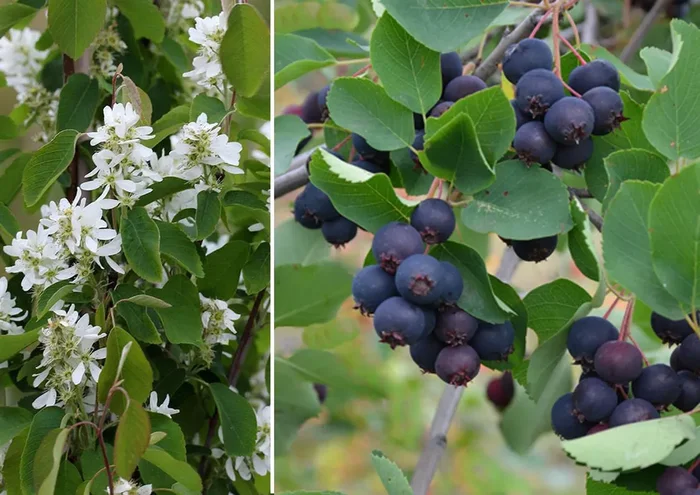 Amelanchier alnifolia ‚Saskatoon Berry‘ ® (Erlenblättrige Felsenbirne, Saskatoonbeere)