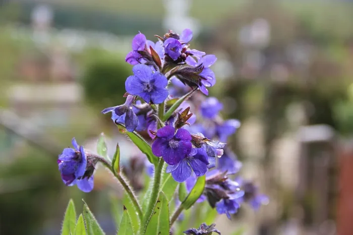 Anchusa azurea ‚Loddon Royalist‘ (Große Garten-Ochsenzunge)