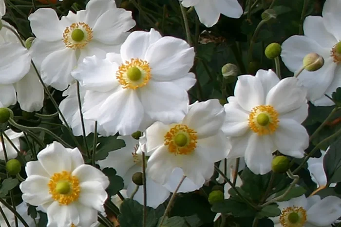 Anemone ‚Pretty Lady Maria‘ ® (Herbst-Anemone)