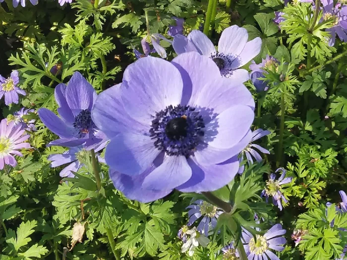 Anemone de Caen ‚Mr. Fokker‘ (Kronen-Anemone)