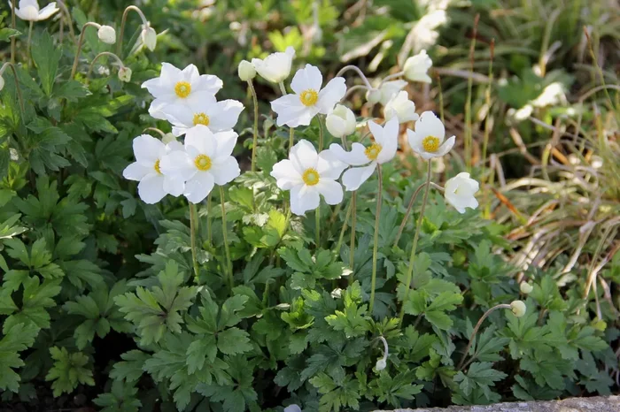 Anemone sylvestris (Wald Windröschen)