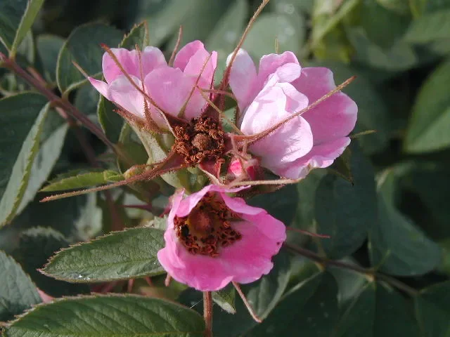 Apfelrose (Rosa villosa)