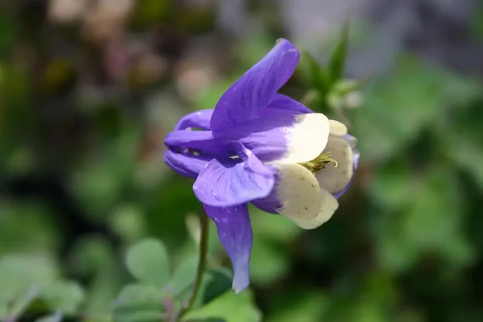 Aquilegia flabellata var. pumila ‚Ministar‘ (Miniatur-Akelei)