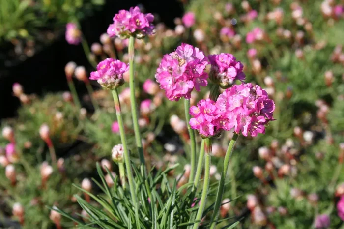Armeria maritima ‚Düsseldorfer Stolz‘ (Garten-Grasnelke)
