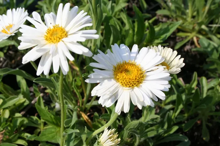 Aster alpinus ‚Albus‘ (Niedrige Gartenaster)