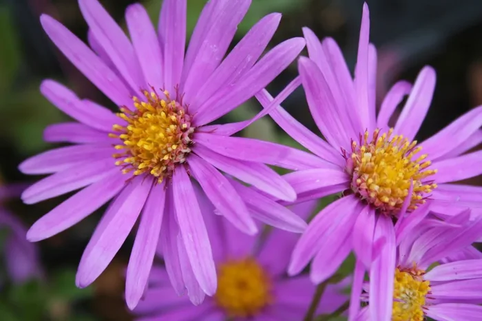 Aster amellus ‚Rosa Erfüllung‘ (Sommeraster)