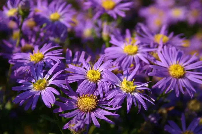 Aster amellus ‚Veilchenkönigin‘ (Bergaster)