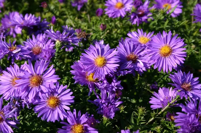 Aster dumosus ‚Augenweide‘ (Kissen-Aster)