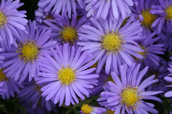 Aster dumosus ‚Mittelmeer‘ (Kissen-Aster)