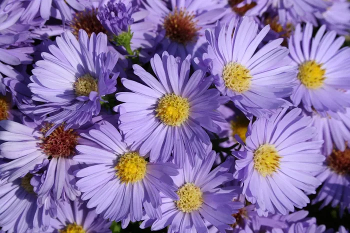 Aster dumosus ‚Prof. Anton Kippenberg‘ (Kissenaster)