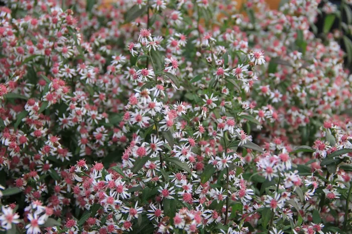 Aster lateriflorus ‚Lady in Black‘ (Waagerechte Gartenaster)
