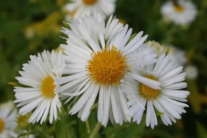 Aster novae-angliae ‚Herbstschnee‘ (Raublatt-Aster)