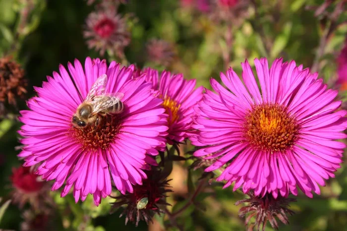 Aster novae-angliae ‚Rubinschatz‘ (Raublattaster)