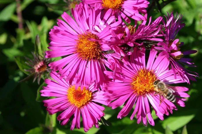 Aster novae-angliae ‚Septemberrubin‘ (Raublatt-Aster)