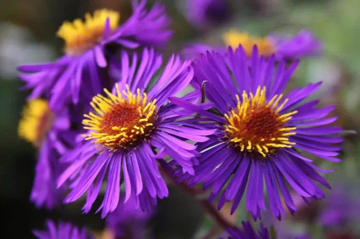 Aster novae-angliae ‚Violetta‘ (Raublatt-Aster)