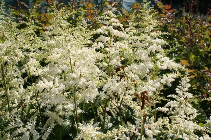Astilbe x arendsii ‚Brautschleier‘ (Prachtspiere)