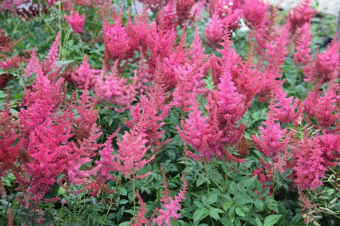 Astilbe x arendsii ‚Glut‘ (Arends Garten-Prachtspiere)