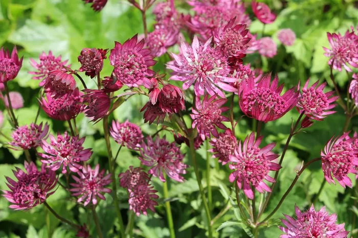 Astrantia major ‚Claret‘ (Sterndolde)