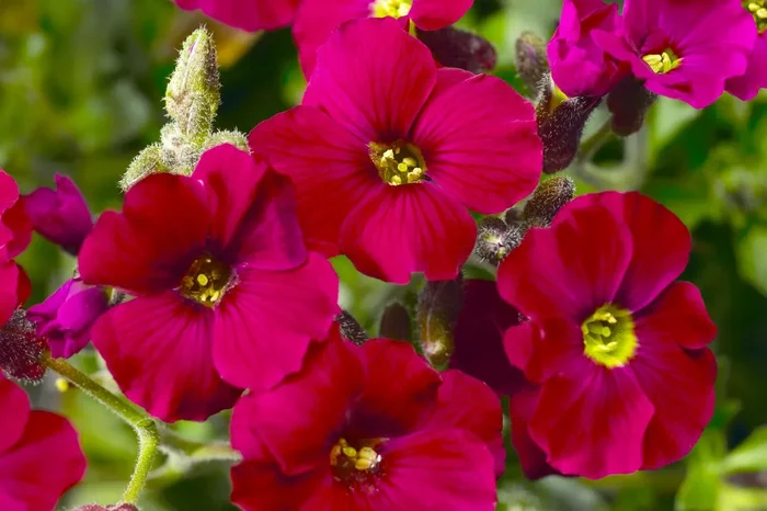 Aubrieta ‚Axcent® Burgundy‘ (Garten-Blaukissen)